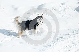 Husky dog lying in the snow. Black and white Siberian husky with blue eyes on a walk in winter park