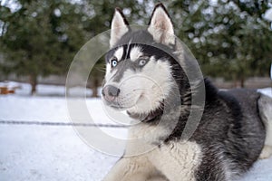 Husky dog lying in the snow. Black and white Siberian husky with blue eyes on a walk in winter park.