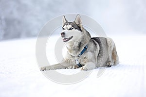 Husky dog lying img