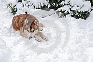 Husky dog lying in snow in winter forest. Siberian husky dog put his head on his paws and buried his nose in snow