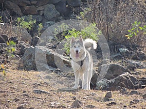 Husky photo