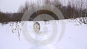 Husky dog with multi-colored eyes runs through the white snow in winter