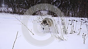 Husky dog with multi-colored eyes runs through the white snow in winter