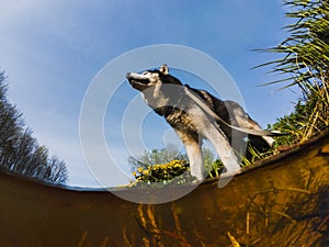 Husky dog near the river in nature on a summer day. View from under the water to the top