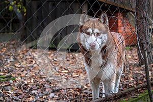 Husky dog in outdoor chain link Dog Kennel