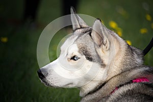 A husky dog with a pink necklace