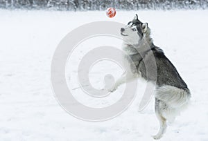 Husky dog playing