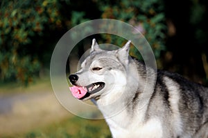 Husky dog playing with a ball