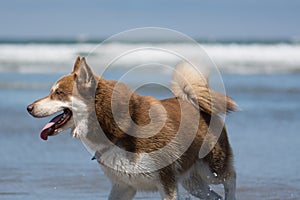 Husky Dog Playing Fetch at San Diego Dog Beach California