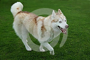 Husky Dog Playing on Green Grass