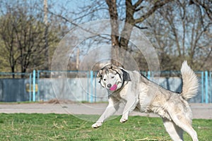 Husky dog playing outdoors with a ball