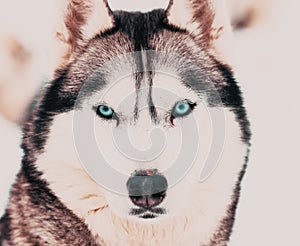 husky dog portrait close up on blue eyes