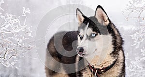 Husky dog portrait. Siberian husky with blue eyes in winter snowy park