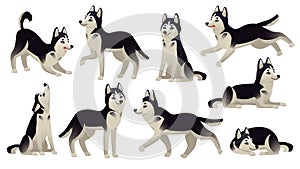 Husky dog poses. Cartoon running, sitting and jumping dogs. Active huskies animal characters isolated vector set