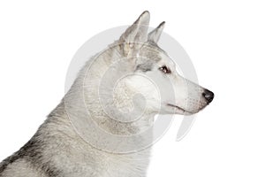 Husky dog profile portrait