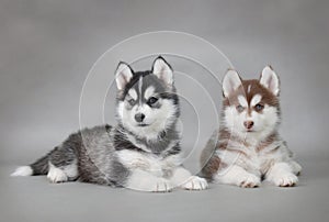 Husky dog puppies photo