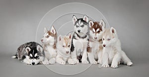 Husky dog puppies photo