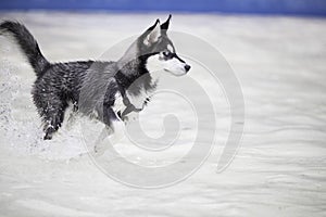 Husky dog puppy in swimming pool