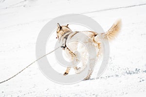 Husky dog run free way back view in winter snowy slopes in ski resort