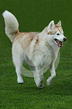 Husky Dog Running on Grass