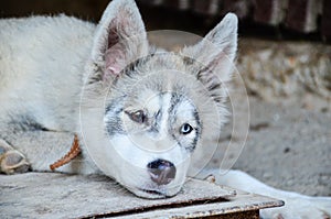 Husky dog