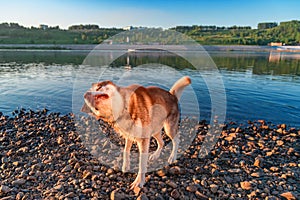 Husky dog shakes water off after bathing in the river. Red siberian husky shaking out his fur. Warm summer evening on the river.