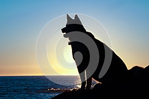 Husky dog silhouette sit at sunset