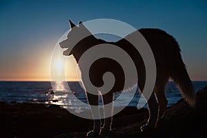 Husky dog silhouette standing at sunset