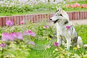 Husky dog sit on green grassy lawn in summer photo