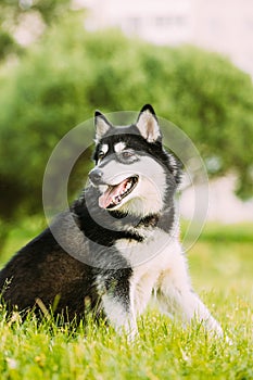 Husky Dog Sit In Summer Greeen Grass. Funny Lovely Pet Dog