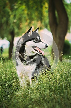 Husky Dog Sit In Summer Greeen Grass. Funny Lovely Pet Dog