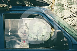 Husky dog sits in a loaded car for traveling in the rain and looks at us through the glass