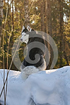 Husky dog sits on the snow in the rays of the morning rising sun in the winter forest. Husky dog looks at the sunrise