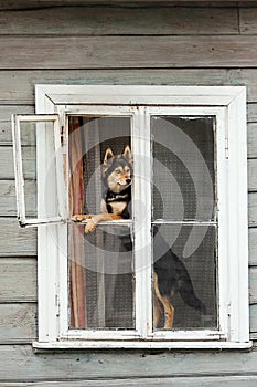 Husky dog sitting at opened house window and looking for print