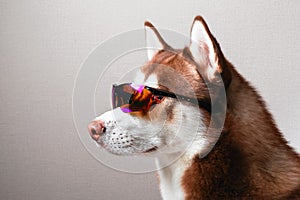 Husky dog in ski goggles.