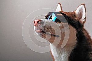 Husky dog in ski goggles.