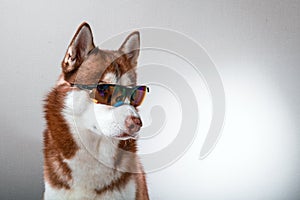 Husky dog in ski goggles.