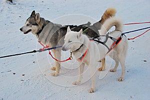 Husky dog sled