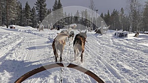 Husky Dog Sledding Tour in Rovaniemi, Finland