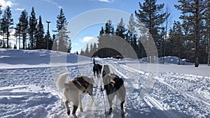 Husky Dog Sledding Tour in Rovaniemi, Finland