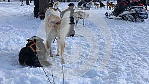 Husky Dog Sledding Tour in Rovaniemi, Finland