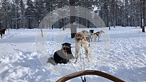 Husky Dog Sledding Tour in Rovaniemi, Finland