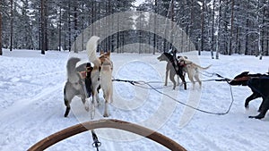 Husky Dog Sledding Tour in Rovaniemi, Finland