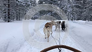 Husky Dog Sledding Tour in Rovaniemi, Finland