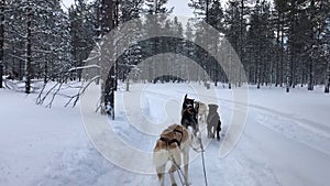 Husky Dog Sledding Tour in Rovaniemi, Finland