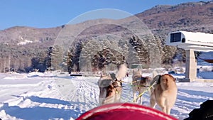 Husky dog sledge. Cute husky sledding dog. Siberian husky sled dog race competition.View from the sleigh