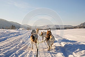 Husky dog sledge. Cute husky sledding dog. Siberian husky sled dog race competition. View from the sleigh.