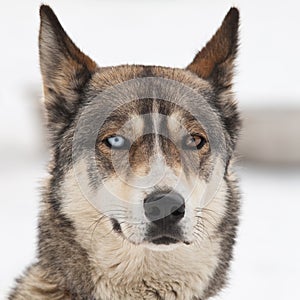 Husky dog smile photo