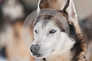 Husky dog smile