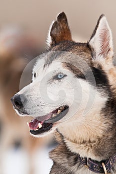 Husky dog smile